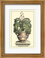 Antique Munting Aloe II Fine Art Print