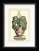 Antique Munting Aloe II Fine Art Print