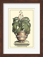 Antique Munting Aloe II Fine Art Print
