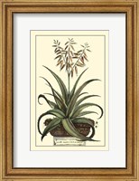 Antique Munting Aloe III Fine Art Print