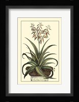 Antique Munting Aloe III Fine Art Print