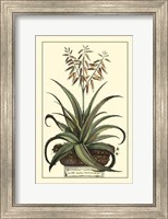 Antique Munting Aloe III Fine Art Print
