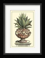 Antique Munting Aloe IV Fine Art Print