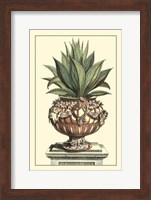 Antique Munting Aloe IV Fine Art Print