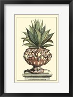 Antique Munting Aloe IV Fine Art Print