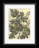 Weathered Maple Leaves I Framed Print