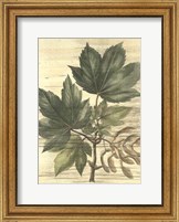 Weathered Maple Leaves II Fine Art Print