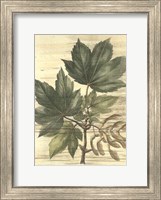 Weathered Maple Leaves II Fine Art Print