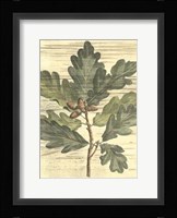 Weathered Oak Leaves I Framed Print