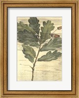 Weathered Oak Leaves II Fine Art Print