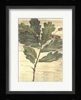 Weathered Oak Leaves II Framed Print