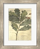 Weathered Oak Leaves II Fine Art Print