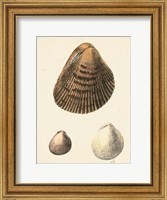 Antique Diderot Shells II Fine Art Print