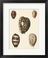 Antique Diderot Shells III Fine Art Print