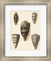 Antique Diderot Shells IV Fine Art Print