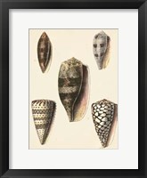 Antique Diderot Shells IV Fine Art Print