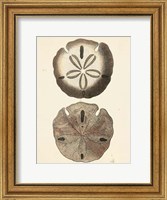 Antique Diderot Shells V Fine Art Print