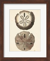 Antique Diderot Shells V Fine Art Print