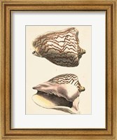 Antique Diderot Shells VI Fine Art Print