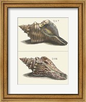 Seashell Menagerie II Fine Art Print