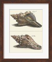 Seashell Menagerie II Fine Art Print