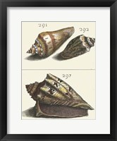 Seashell Menagerie VI Fine Art Print