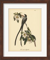 Fork-tailed Flycatcher Fine Art Print