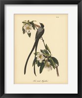 Fork-tailed Flycatcher Fine Art Print