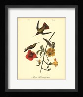 Mango Hummingbird Fine Art Print