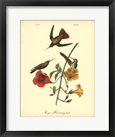 Mango Hummingbird Fine Art Print