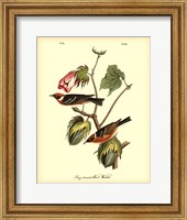 Bay Breasted Wood-Warbler Fine Art Print