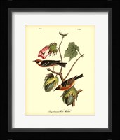 Bay Breasted Wood-Warbler Fine Art Print