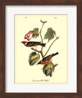 Bay Breasted Wood-Warbler Fine Art Print