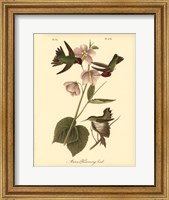 Anna Hummingbird Fine Art Print