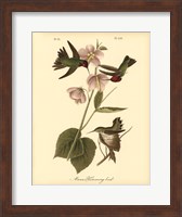 Anna Hummingbird Fine Art Print