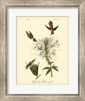 Ruff-neck Hummingbird Fine Art Print