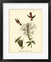 Ruff-neck Hummingbird Fine Art Print