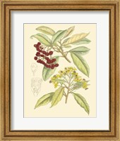 Berries & Blossoms I Fine Art Print