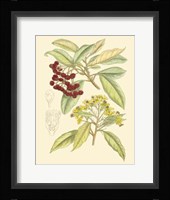 Berries & Blossoms I Fine Art Print