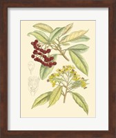 Berries & Blossoms I Fine Art Print
