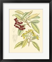 Berries & Blossoms I Fine Art Print