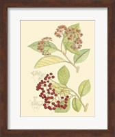 Berries & Blossoms II Fine Art Print