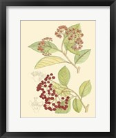 Berries & Blossoms II Fine Art Print