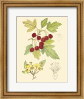 Berries & Blossoms III Fine Art Print
