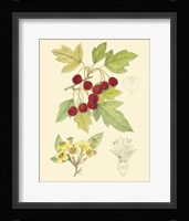 Berries & Blossoms III Fine Art Print