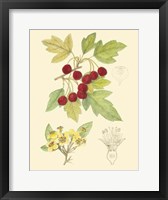Berries & Blossoms III Fine Art Print