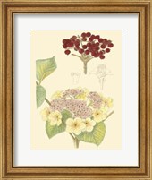 Berries & Blossoms V Fine Art Print