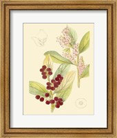Berries & Blossoms VI Fine Art Print
