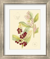 Berries & Blossoms VI Fine Art Print