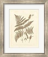 Sepia Ferns I Fine Art Print